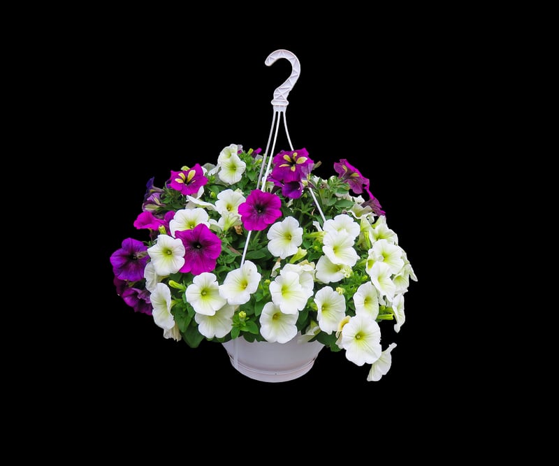 Hanging baskets