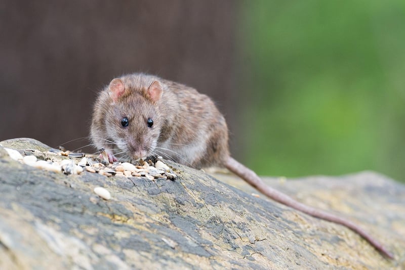 Rats and Mice