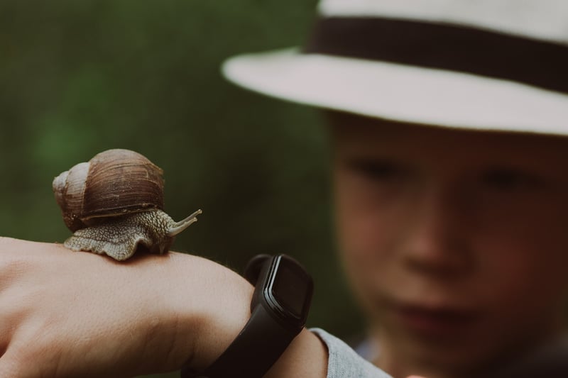 Snails and Slugs